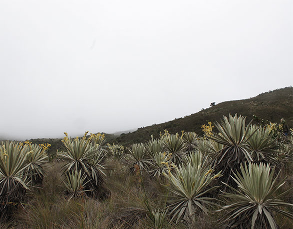 Paramo de Sumapaz