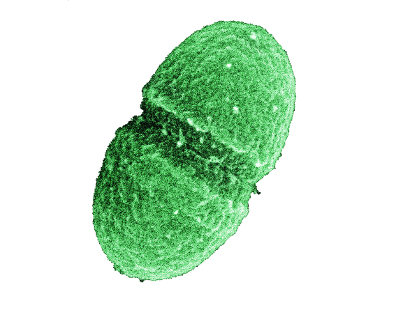 CIENTÍFICOS COLOMBIANOS CONTRIBUYEN CON EL CONTROL DE UNA DE LAS BACTERIAS HOSPITALARIAS MÁS PODEROSAS