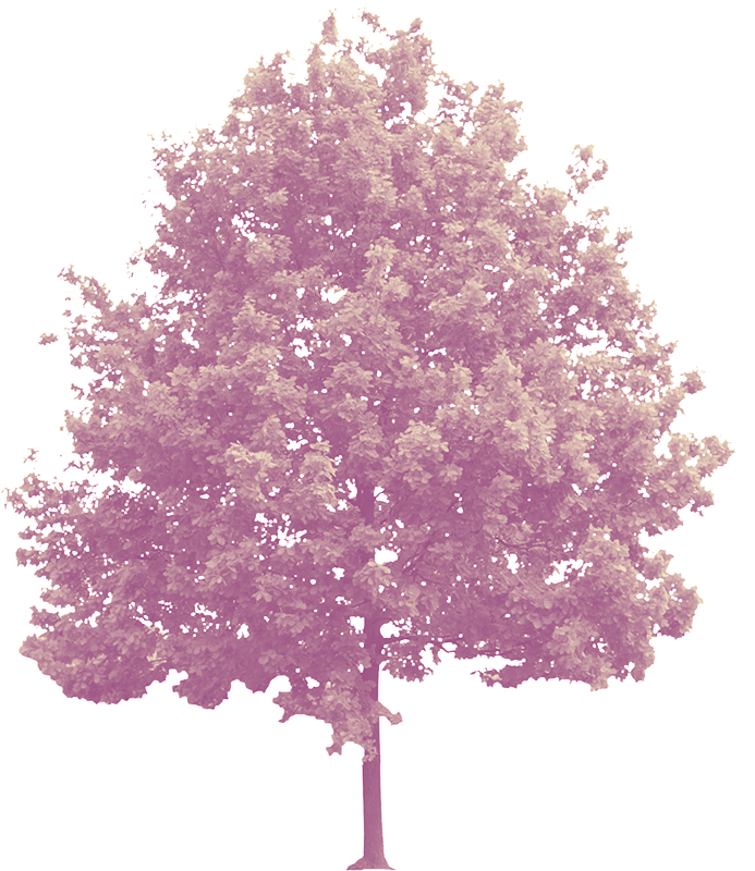 arbol.png