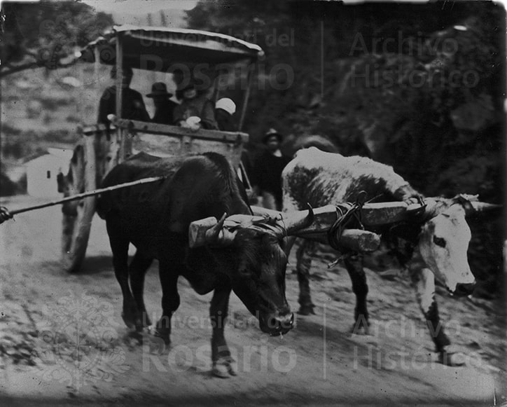 Yunta de bueyes en un camino, halando una carreta que transporta personas. Las modalidades del transporte eran un tema que llamaba la atención al sujeto detrás de la cámara.