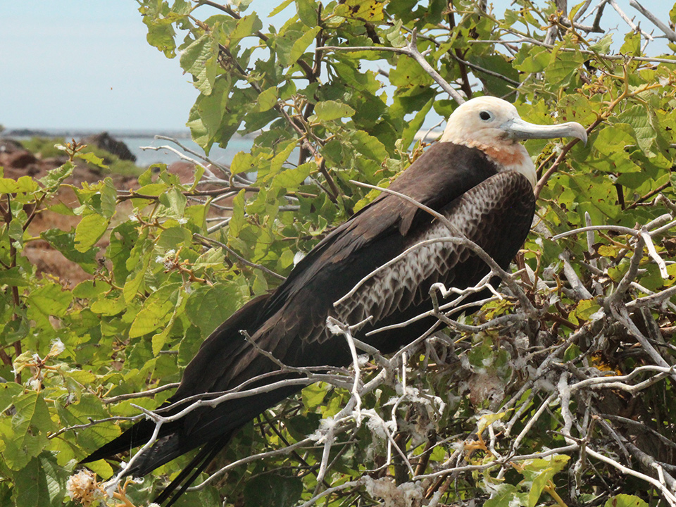 Galapagos