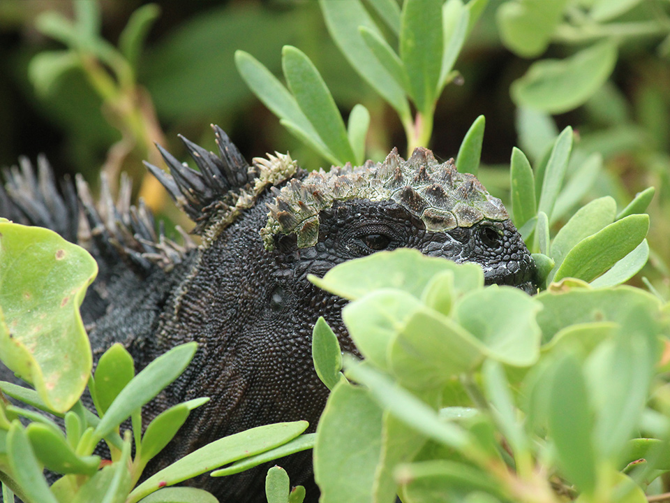 Galapagos