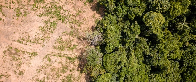 
          Deforestación, pandemia y cambio climático
          