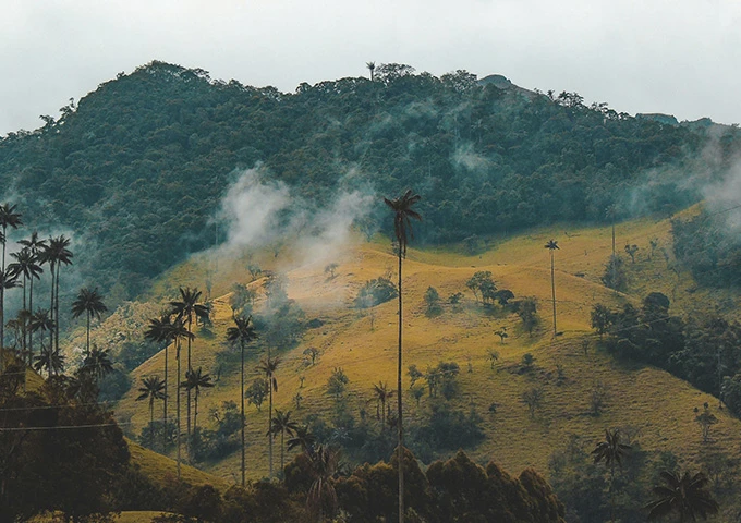 Valle del Cocora. Foto: Fernanda Fierro - Unplash