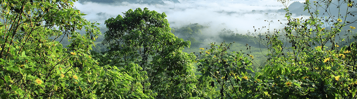 Reconciliando la Paz y el Medio Ambiente