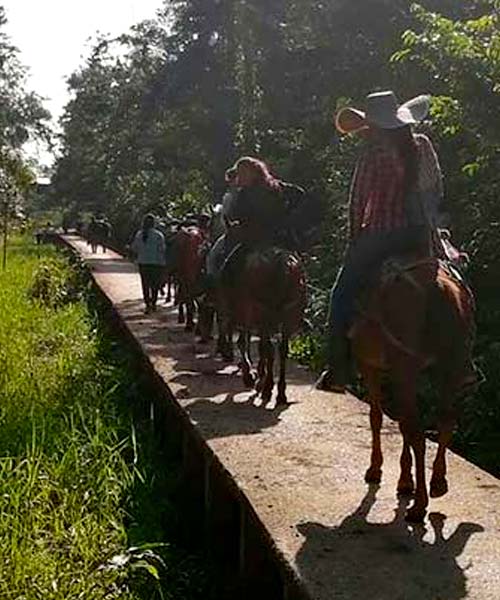 Selva y conflicto