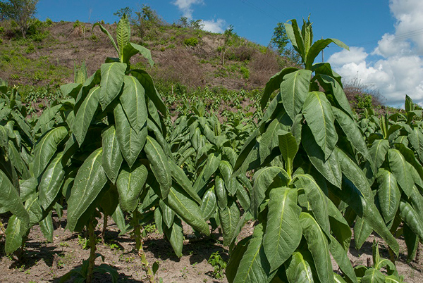 Artículo tabaco