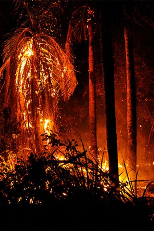 Incendio en Ñembi Guasu - De Puya Raimondi - Trabajo propio, CC BY-SA 4.0