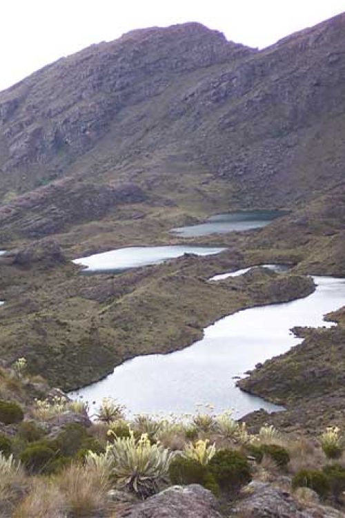 paramo-de-sumapaz