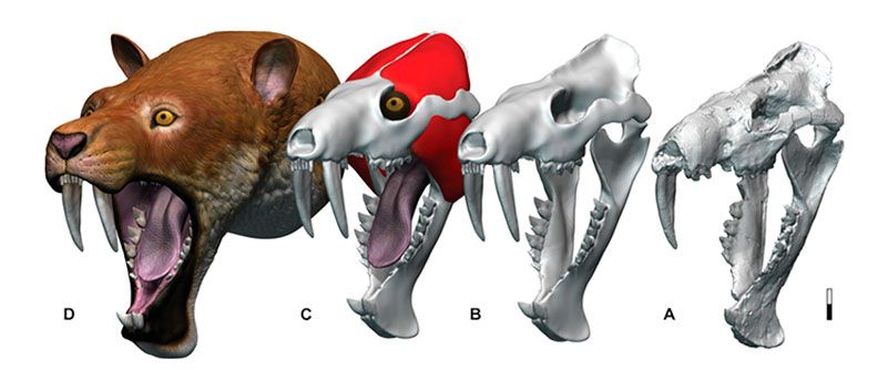 marsupial-dientes-de-sable